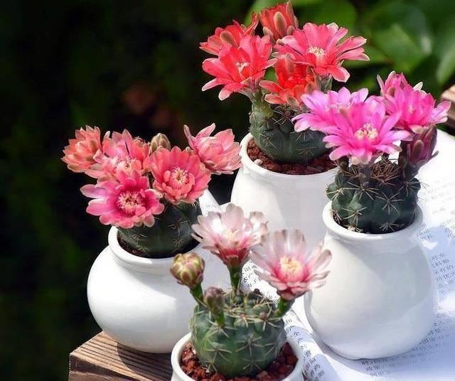 仙人球中的“战斗鸡”翡花玉，一个小球巴掌大，一开就能炸花球