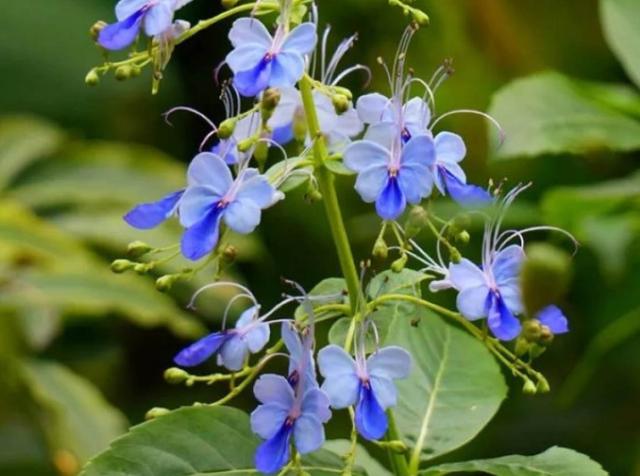6种蓝色系的花，最适合夏天养，清凉又舒爽