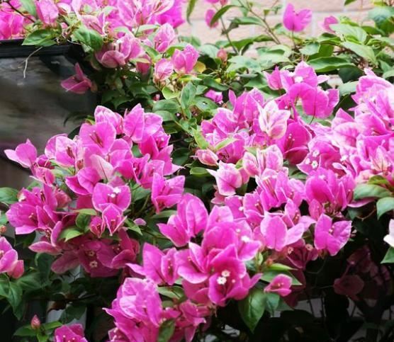 给三角梅喂点“鱼下水”，就像按下了“开花键”，一茬一茬开不断