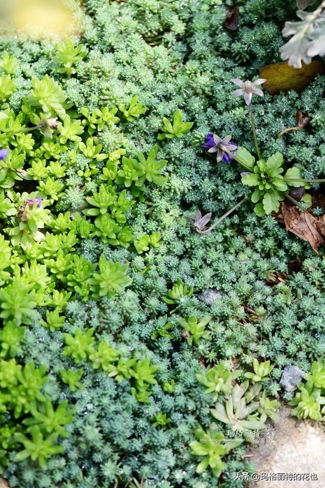 园丁：新推荐几种优秀的花园小径围边的植物