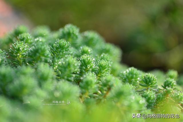 园丁：新推荐几种优秀的花园小径围边的植物