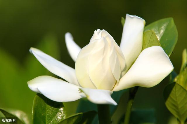 栀子开花遥遥无期？专业花匠来指点，从此阳台被“霸占”