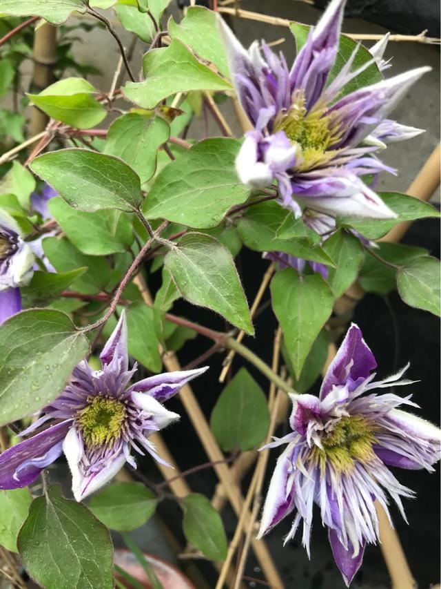 铁线莲混搭月季花