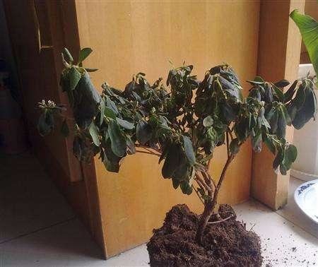这几种花掉叶变成“枯枝条”，先别急着扔，这样救还能长叶绿
