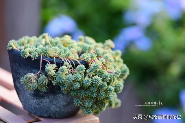 园丁：新推荐几种优秀的花园小径围边的植物