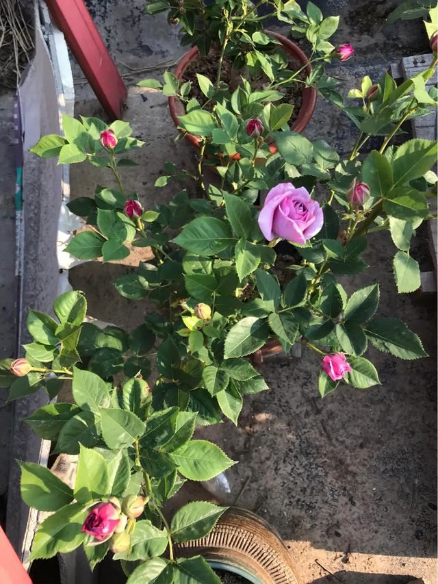 铁线莲混搭月季花