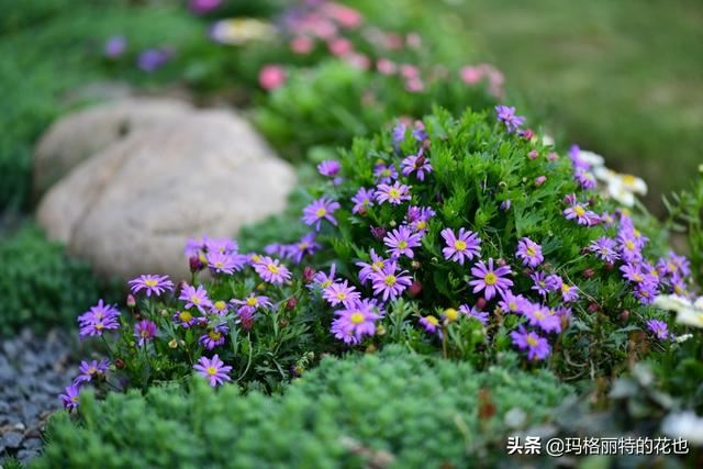 园丁：新推荐几种优秀的花园小径围边的植物