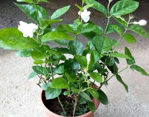 5、6月养花选茉莉盆栽，注意4个要点，可满屋飘香、驱走蚊蝇