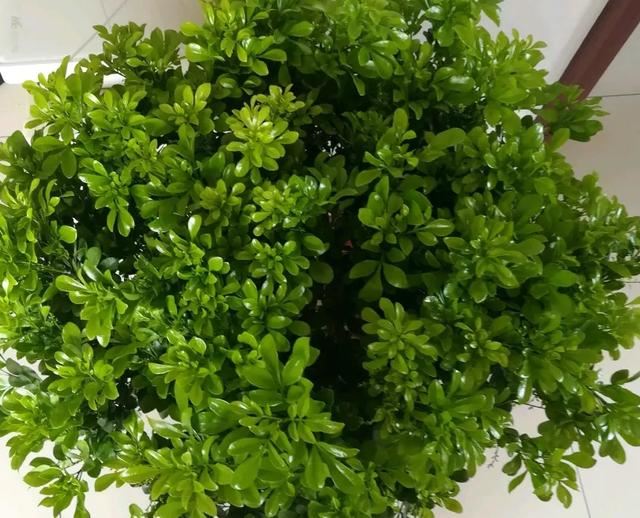 盆栽米兰花，有三喜和三怕，掌握了叶子绿油油，开出朵朵小黄花