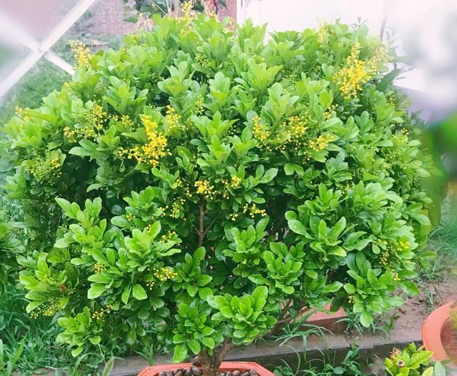 米兰花一碰就哗啦啦掉叶片，说多了都是泪，室内养护2难点