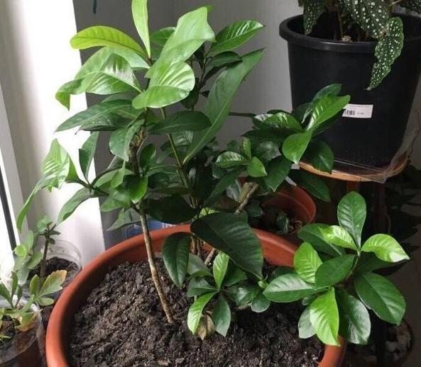 在家养茶花怎么换盆？多注意4个方面，可保其早日服盆避免僵苗