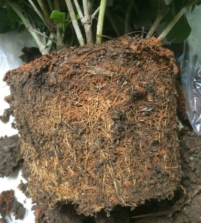 买到黄泥巴栽植的栀子花这样缓苗，少黄叶，服盆快，花苞有序盛开