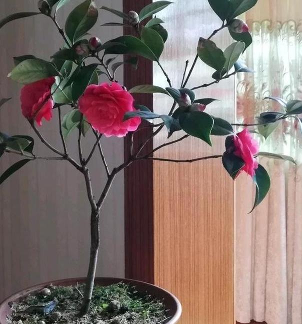 在家养茶花怎么换盆？多注意4个方面，可保其早日服盆避免僵苗