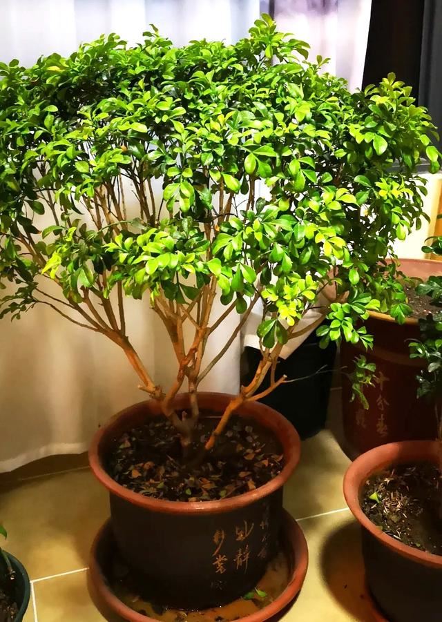 盆栽米兰花，有三喜和三怕，掌握了叶子绿油油，开出朵朵小黄花