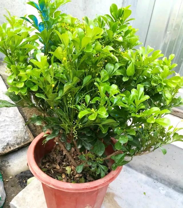 盆栽米兰花，有三喜和三怕，掌握了叶子绿油油，开出朵朵小黄花