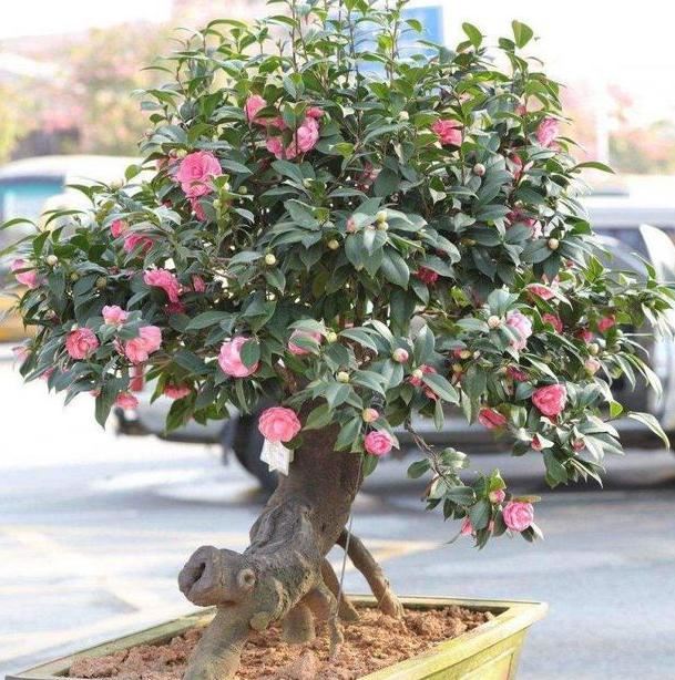 在家养茶花怎么换盆？多注意4个方面，可保其早日服盆避免僵苗