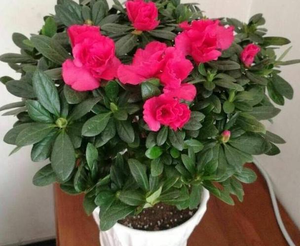 在家养茶花怎么换盆？多注意4个方面，可保其早日服盆避免僵苗