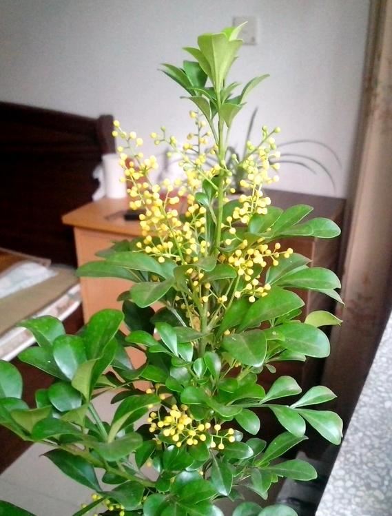 盆栽米兰花，有三喜和三怕，掌握了叶子绿油油，开出朵朵小黄花