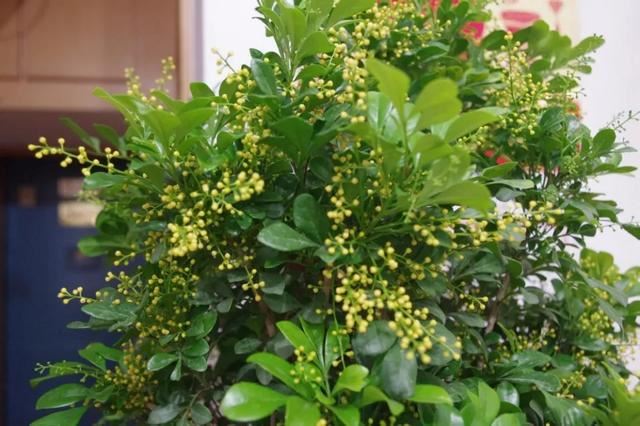 米兰花一碰就哗啦啦掉叶片，说多了都是泪，室内养护2难点