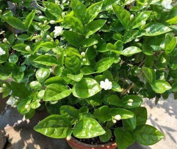 5、6月养花选茉莉盆栽，注意4个要点，可满屋飘香、驱走蚊蝇