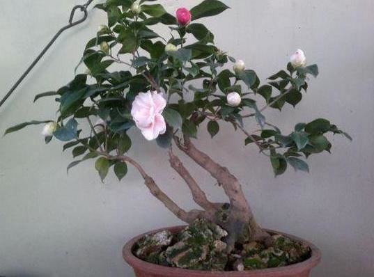 在家养茶花怎么换盆？多注意4个方面，可保其早日服盆避免僵苗