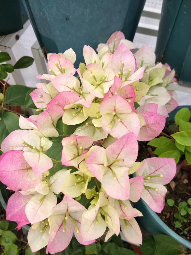 三角梅却迟迟没有动静，别说花芽了，光秃秃的枝条上连叶芽也没有见到。是不是过冬受到了冻害