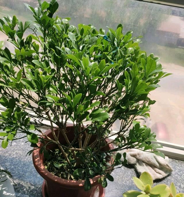 米兰花一碰就哗啦啦掉叶片，说多了都是泪，室内养护2难点