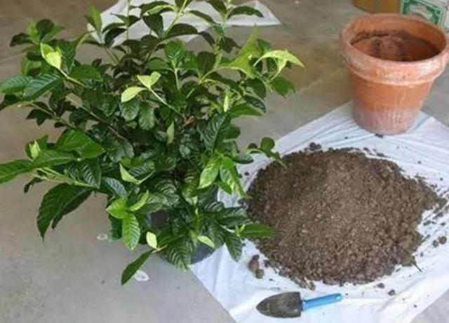 买到黄泥巴栽植的栀子花这样缓苗，少黄叶，服盆快，花苞有序盛开