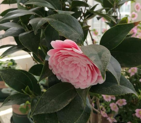 在家养茶花怎么换盆？多注意4个方面，可保其早日服盆避免僵苗