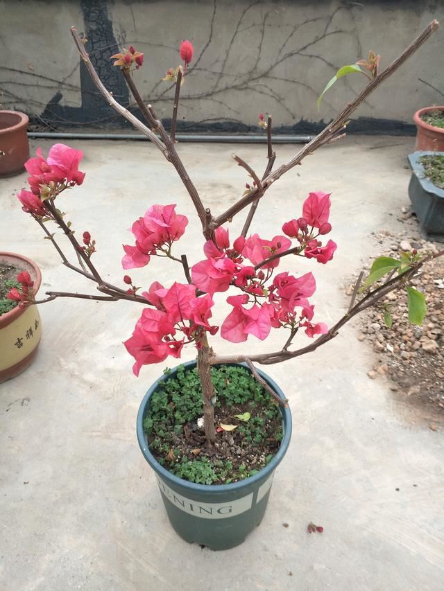 三角梅却迟迟没有动静，别说花芽了，光秃秃的枝条上连叶芽也没有见到。是不是过冬受到了冻害