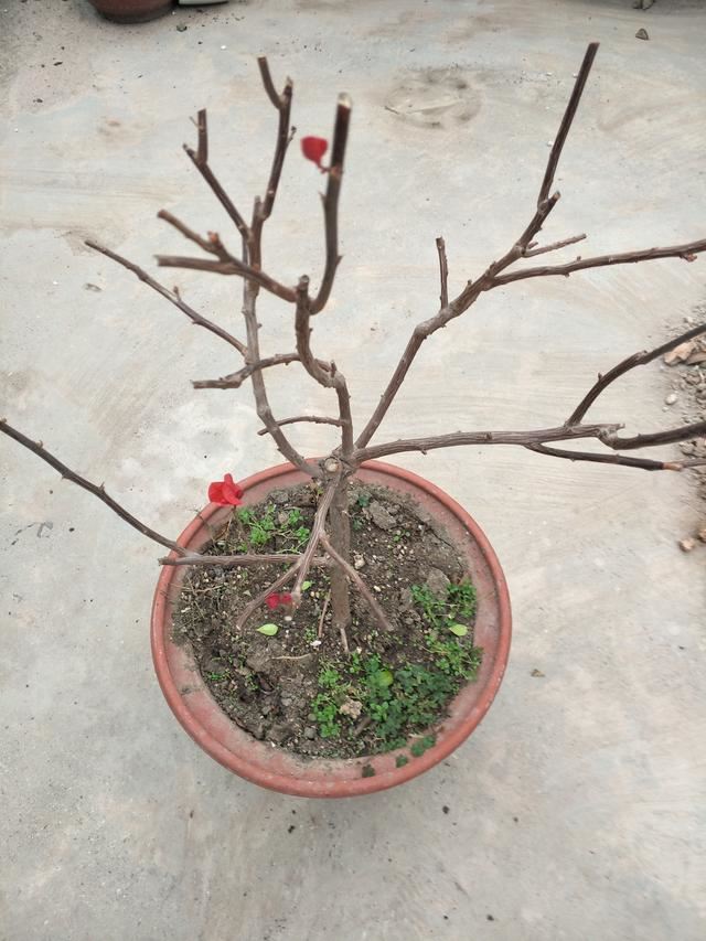 三角梅却迟迟没有动静，别说花芽了，光秃秃的枝条上连叶芽也没有见到。是不是过冬受到了冻害