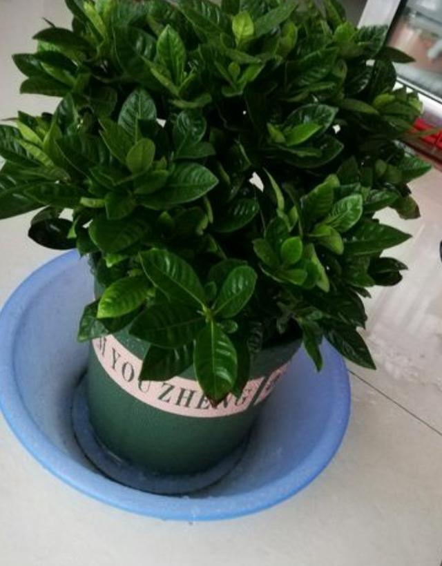 买到黄泥巴栽植的栀子花这样缓苗，少黄叶，服盆快，花苞有序盛开