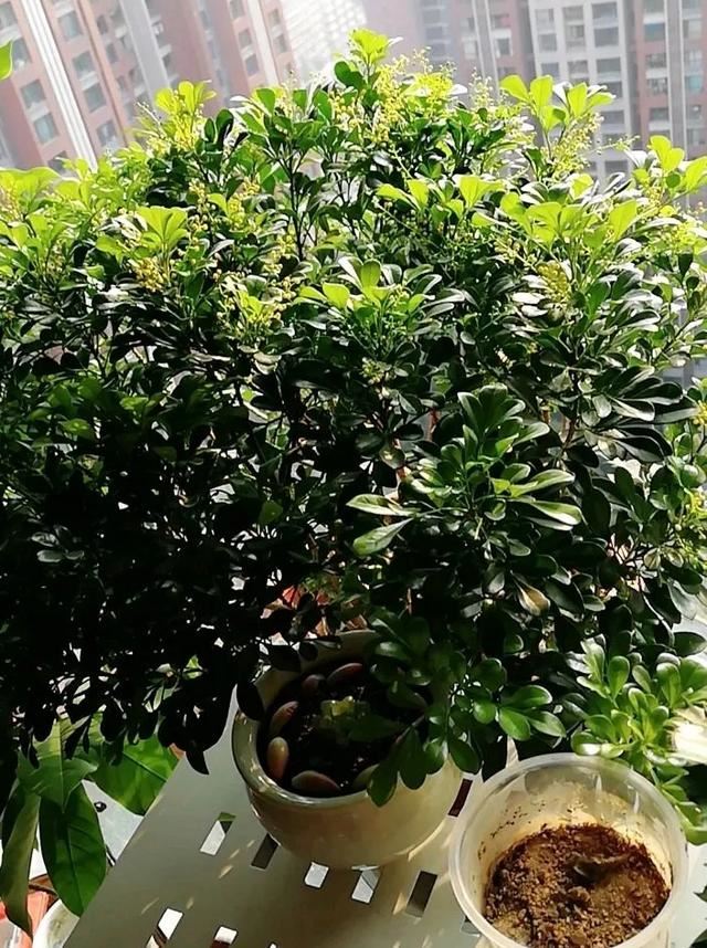 盆栽米兰花，有三喜和三怕，掌握了叶子绿油油，开出朵朵小黄花
