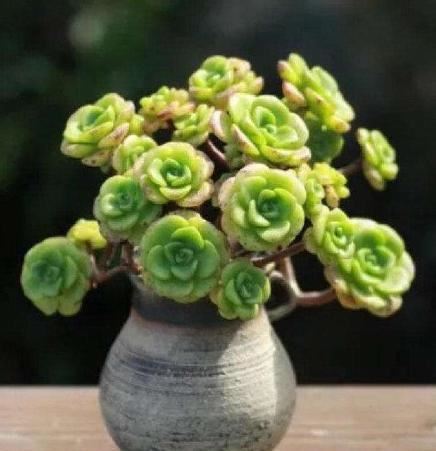 多肉“百合莉莉”开花了怎么办？别急，小花匠教你处理方法