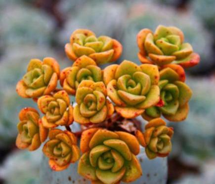 多肉“百合莉莉”开花了怎么办？别急，小花匠教你处理方法