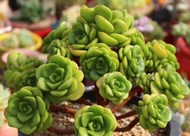 多肉“百合莉莉”开花了怎么办？别急，小花匠教你处理方法