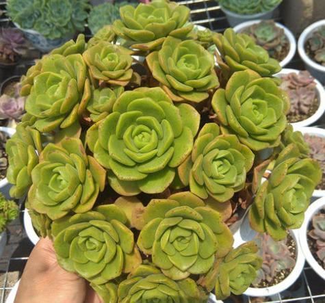 多肉“百合莉莉”开花了怎么办？别急，小花匠教你处理方法
