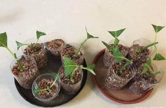 扦插绣球小绝招，用点“干净土”，插多少活多少，值钱了
