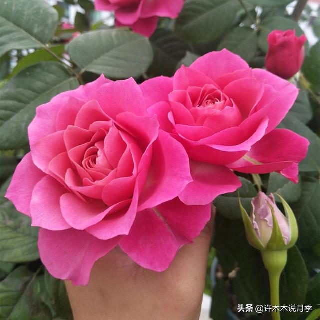 哪些月季一年四季花开不断？最适合阳台种植的月季，微月养护教程