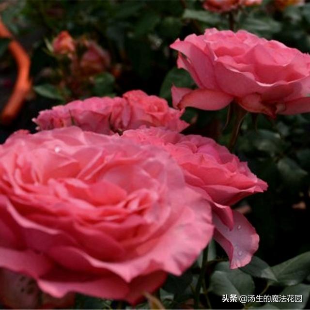 炎热的夏天为月季带来一丝“小清凉”，盆土透气，花苞呼呼开