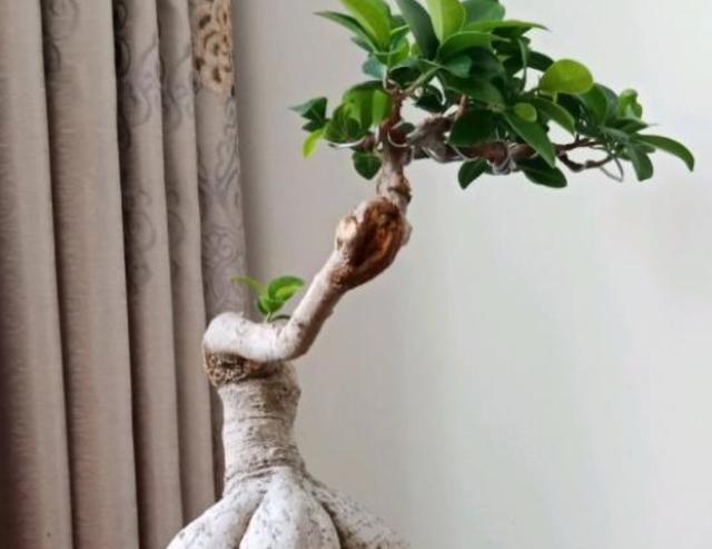 盆景人参榕，哗哗掉叶子？教你4步，枝叶繁茂美回来