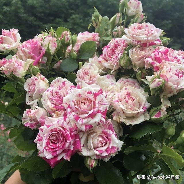 哪些月季一年四季花开不断？最适合阳台种植的月季，微月养护教程