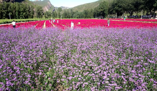 喜欢拍花的朋友，北京11个免费的花海，每个季节都有花可赏