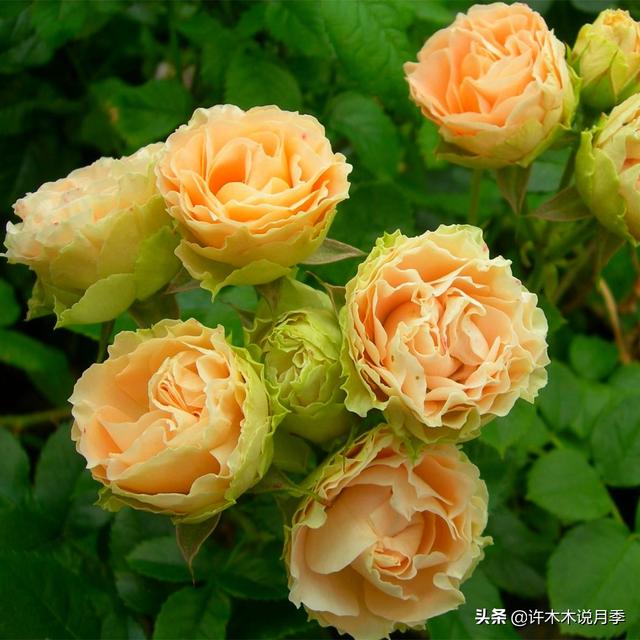 哪些月季一年四季花开不断？最适合阳台种植的月季，微月养护教程