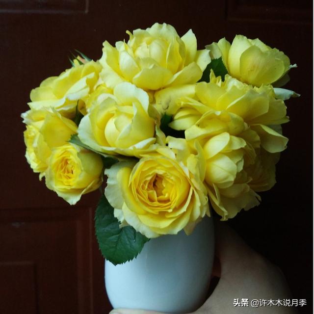 哪些月季一年四季花开不断？最适合阳台种植的月季，微月养护教程