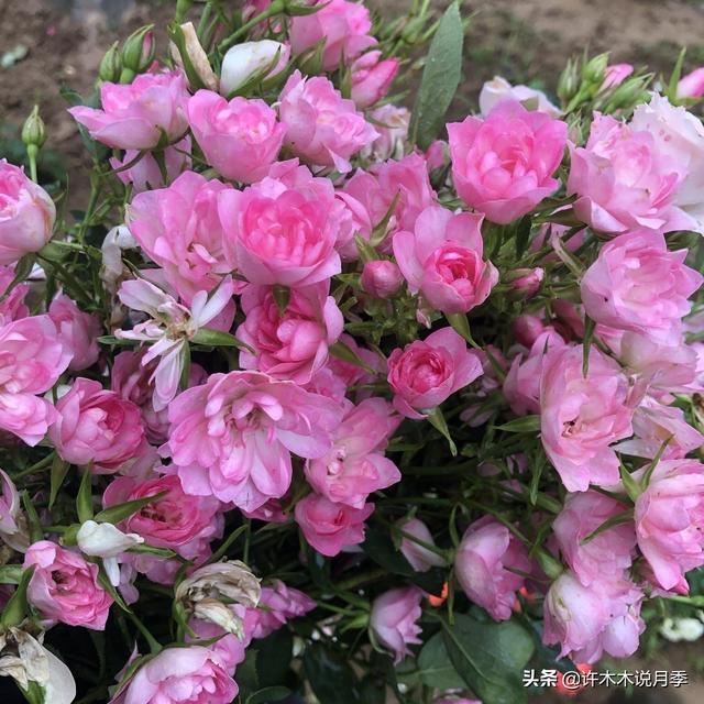 哪些月季一年四季花开不断？最适合阳台种植的月季，微月养护教程