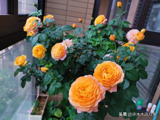 哪些月季一年四季花开不断？最适合阳台种植的月季，微月养护教程
