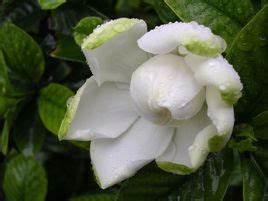 清香美丽的栀子花，真好看