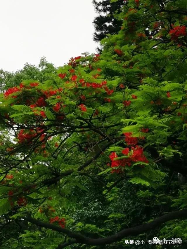 花花世界：红得酣畅淋漓，绿得沁人心脾。它是五月最靓丽的花