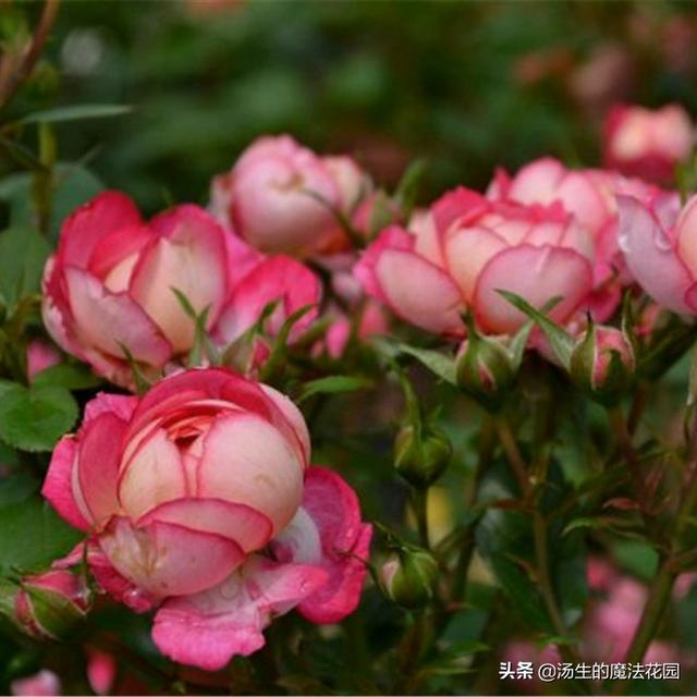 炎热的夏天为月季带来一丝“小清凉”，盆土透气，花苞呼呼开